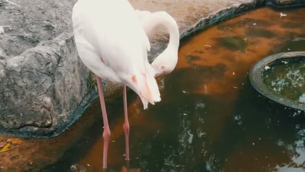 Flamingi biały spacery nad stawem w zoo — Wideo stockowe