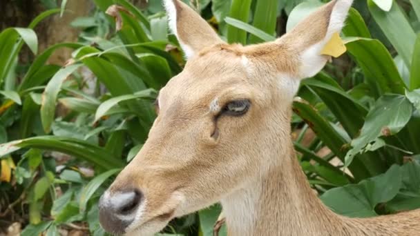 Schöne Hirsche sitzen im grünen Busch Nahsicht. Handhirsche im Zoo khao kheo, pattaya, thailand — Stockvideo