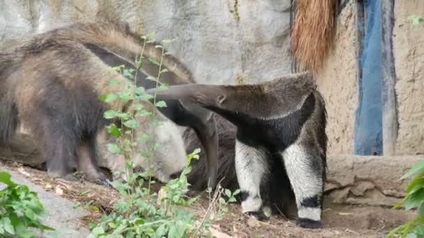 Par de tamanduás está no jardim zoológico khao kheo, Tailândia — Vídeo de Stock