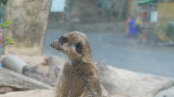 Divertido suricate o suricate cerca de madrigueras en el zoológico — Vídeos de Stock