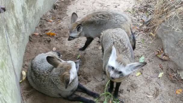 Сім'я печерних вухатих лисиць у вольєрі зоопарку хао-хео — стокове відео