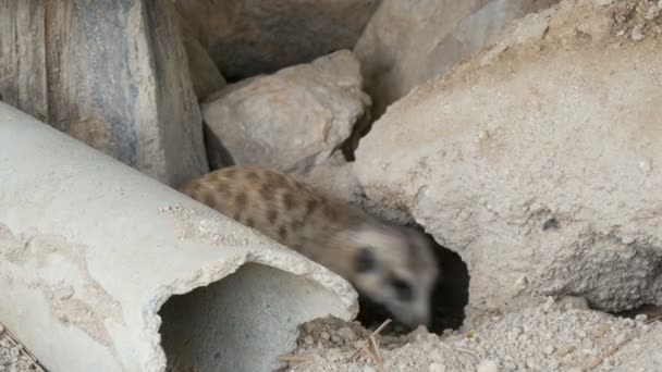 Meerkat drôle ou suriciter près des terriers dans le zoo — Video