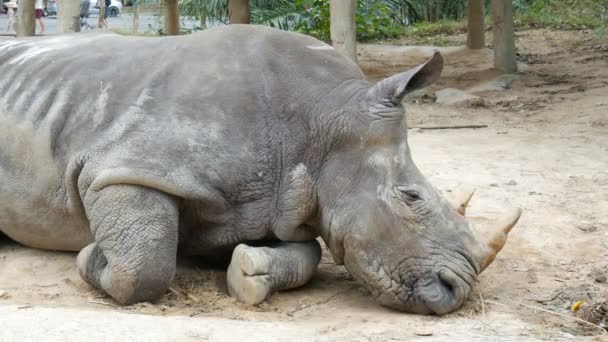 Rhino encontra-se no chão no jardim zoológico khao kheo Tailândia — Vídeo de Stock