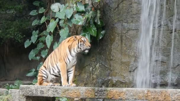 Bella maestosa tigre sullo sfondo della pittoresca cascata — Video Stock