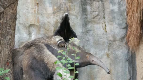 Pair of anteaters is in the khao kheo zoo, Thailand — Stock Video