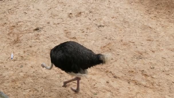 Avestruzes estão andando em torno do zoológico de khao kheo Tailândia — Vídeo de Stock