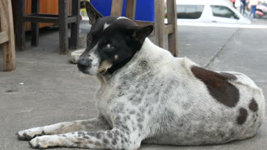 Beyaz Siyah nokta köpek kaldırımda yalan