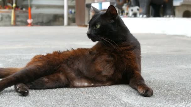 Schwarze Katze leckt sich auf Asphalt liegend — Stockvideo