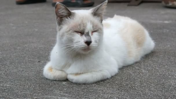 Couleur inhabituelle chat blanc dort sur la rue vue rapprochée 