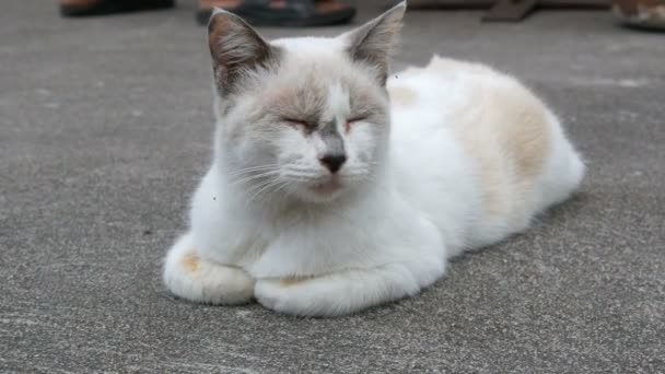 Ongebruikelijke kleur wit kat slaapt op straat sluiten van weergave — Stockvideo