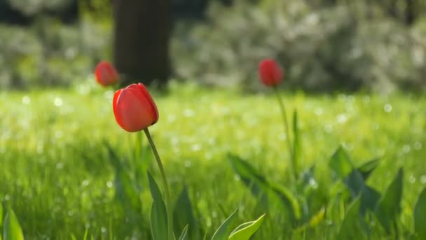 Красиві червоні тюльпани на фоні зеленої весняної трави в лісовому парку — стокове відео