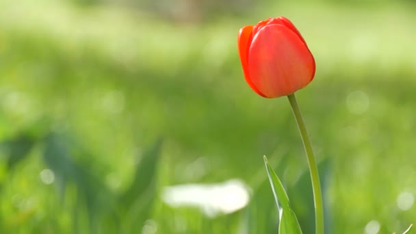 Belles tulipes rouges sur fond d'herbe verte printanière dans un parc forestier 