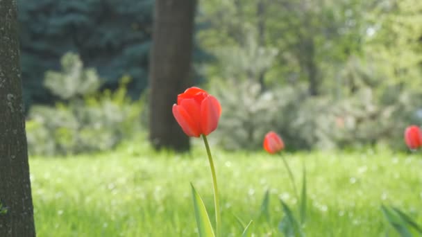 Hermosos tulipanes rojos sobre el fondo de hierba verde de primavera en un parque forestal — Vídeos de Stock
