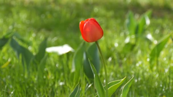 Hermosos tulipanes rojos sobre el fondo de hierba verde de primavera en un parque forestal — Vídeo de stock