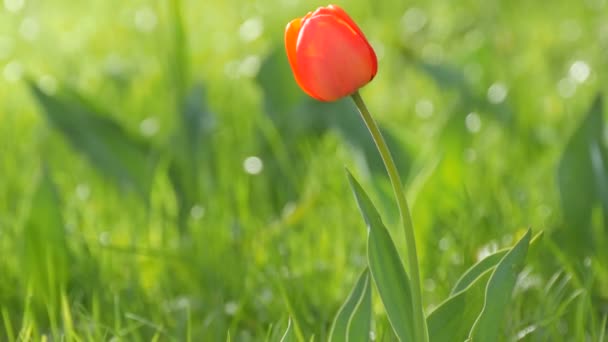 Belles tulipes rouges sur fond d'herbe verte printanière dans un parc forestier 