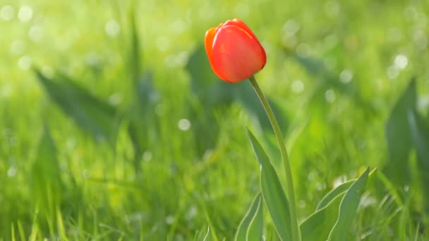 Belles tulipes rouges sur fond d'herbe verte printanière dans un parc forestier 
