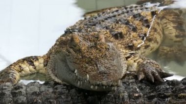 Büyük yetişkin timsah timsah çiftliğinde. Daha önce performans bir havuzda timsahlar yalan.