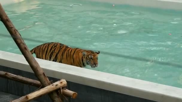 Tigre marchant dans une piscine bleue — Video
