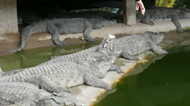 Timsahlar tembel esaret altında yalan. Timsah çiftliği Pattaya, Tayland