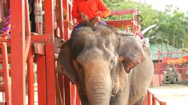 PATTAYA, THAÏLANDE - 26 DÉCEMBRE 2017 : Éléphants dans un village d'éléphants. Les éléphants sur lesquels les touristes montent — Video