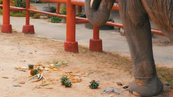 L'éléphant mange des ananas au sol à l'aide d'un tronc — Video