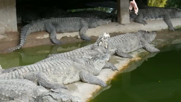 Os crocodilos mentem preguiçosamente no cativeiro. Fazenda de crocodilos em Pattaya, Tailândia — Vídeo de Stock