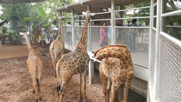 PATTAYA, THAÏLANDE - 30 DÉCEMBRE 2017 : La girafe va aux gens et mange de leurs mains. Ferme de crocodiles . — Video