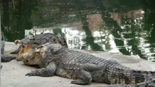 Tourists try to feed the crocodile with meat on rope. The fed crocodile does not want to eat in captivity. — Stock Video