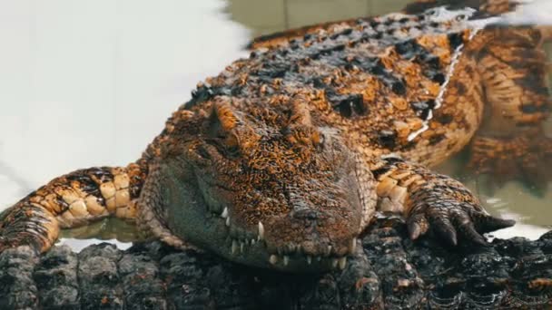 Krokodil in Großaufnahme. die Haut und den Körperteil aus nächster Nähe betrachten — Stockvideo