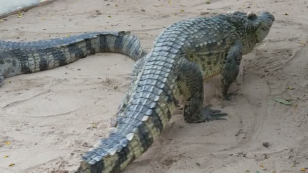 Huge crocodiles lie on shore on sand — Stock Video