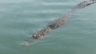 Timsah yeşil suda yüzüyor. Timsah çiftliği Pattaya, Tayland