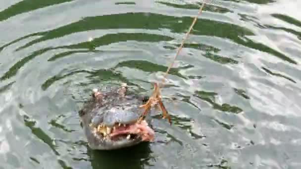 O crocodilo está a atormentar a sua presa. Um crocodilo come carne numa corda. Predador em cativeiro — Vídeo de Stock