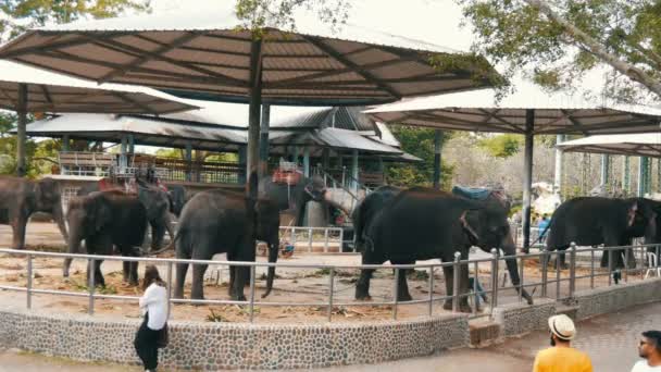 Pattaya, Thailand - 30 December 2017: Veel verschillende Indische olifanten valery rondlopen op krokodillenboerderij in Pattaya — Stockvideo