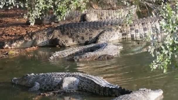 Krokodiler ligga lättjefullt på gröna sjön. Krokodilfarm i Pattaya, Thailand — Stockvideo