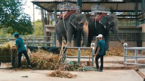 Pattaya, Thailand - 30 December 2017: Veel verschillende Indische olifanten valery rondlopen op krokodillenboerderij in Pattaya — Stockvideo