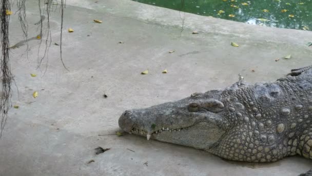 Huge crocodiles lie on shore on sand — Stock Video