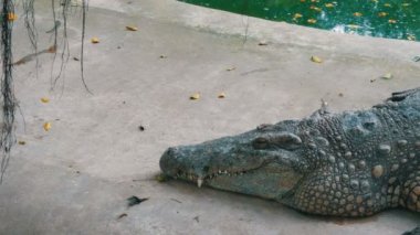 Timsah yakın çekim. Cilt ve vücut bölümü görünümü kapatın