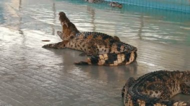 Timsah ile açık ağız yatıyor. Timsah çiftliği Pattaya, Tayland