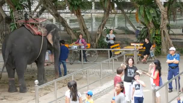 Πατάγια, Ταϊλάνδη - 30 Δεκεμβρίου 2017: Πολλές διαφορετικές οι ινδικοί ελέφαντες Περπατήστε γύρω από valery την Φάρμα Κροκοδείλων της Πατάγια — Αρχείο Βίντεο