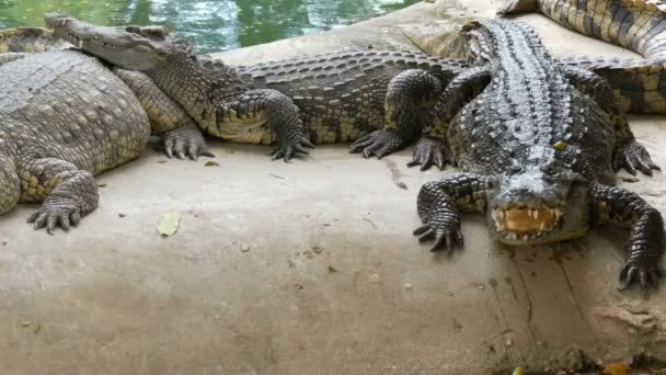 Большое количество крупных крокодилов отдыхают на берегу озера — стоковое видео
