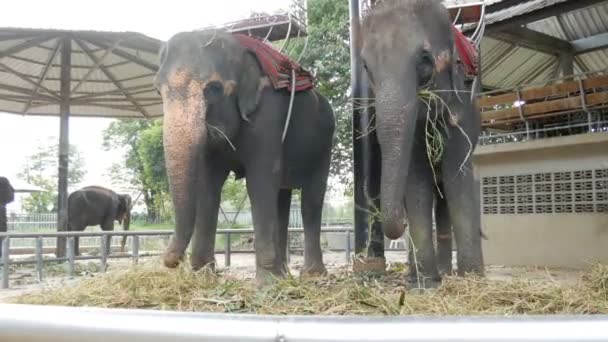 Прикованный к земле цепью слона, поедающего траву с хоботом — стоковое видео