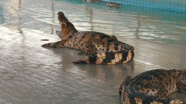 El cocodrilo yace con la boca abierta. Granja de cocodrilos en Pattaya, Tailandia — Vídeo de stock