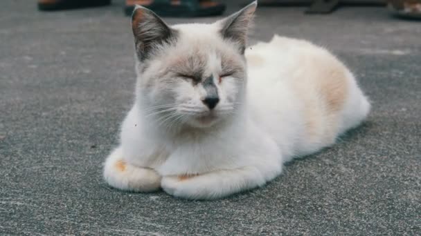 Unusual color white cat sleeps on street close up view — Stock Video