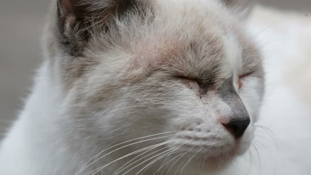 Neobvyklá barva bílá kočka spí na ulici blízko pohled — Stock video
