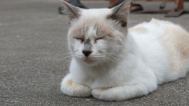 Unusual color white cat sleeps on street close up view — Stock Video