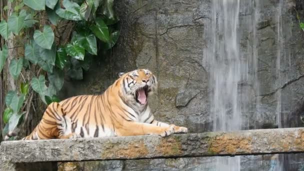 Hermoso tigre majestuoso en el fondo de la cascada pintoresca — Vídeo de stock
