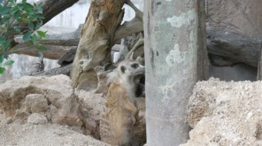 Komik çöl faresi veya suricate burrows Hayvanat Bahçesi yakınındaki