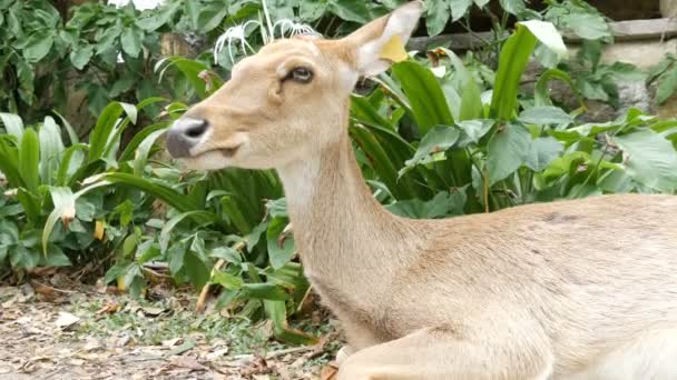 美しい鹿は、緑の茂みに座っています。動物園カオ kheo、パタヤ、タイの手鹿 — ストック動画