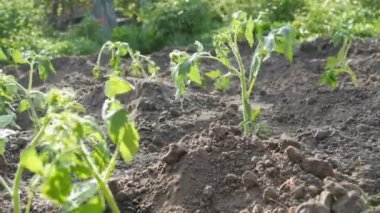Plantation bir genç, taze dikilen domates vuruyor