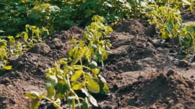 Plantation bir genç, taze dikilen domates vuruyor